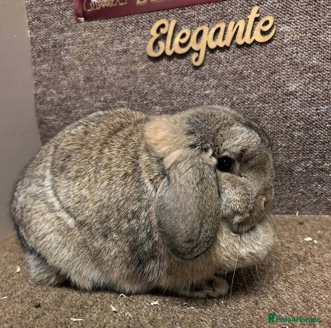 Dwarf Lop rabbits for sale: Lovely dwarf lops available  - Advert 2