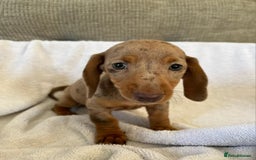 Miniature Dachshund dogs for sale: Miniature Dachshund  - Image 3