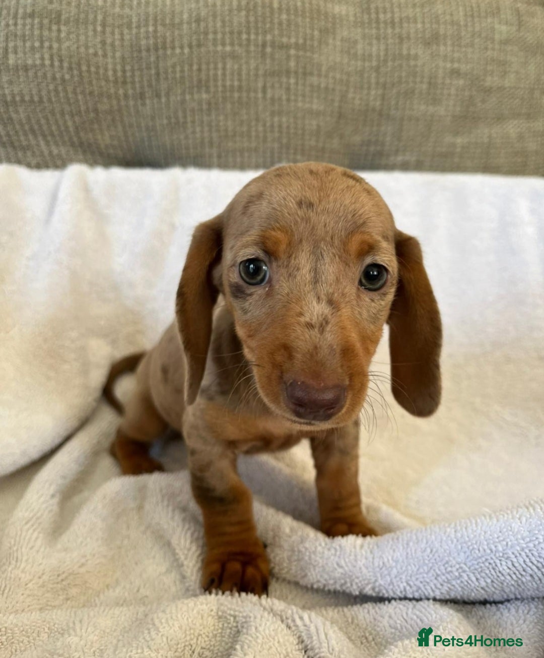 Miniature Dachshund dogs for sale: Miniature Dachshund  - Image 3