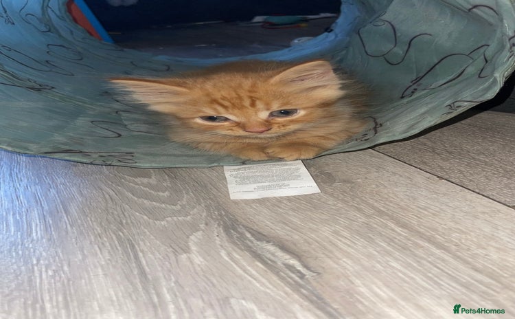 British Longhair cats - Advert 12