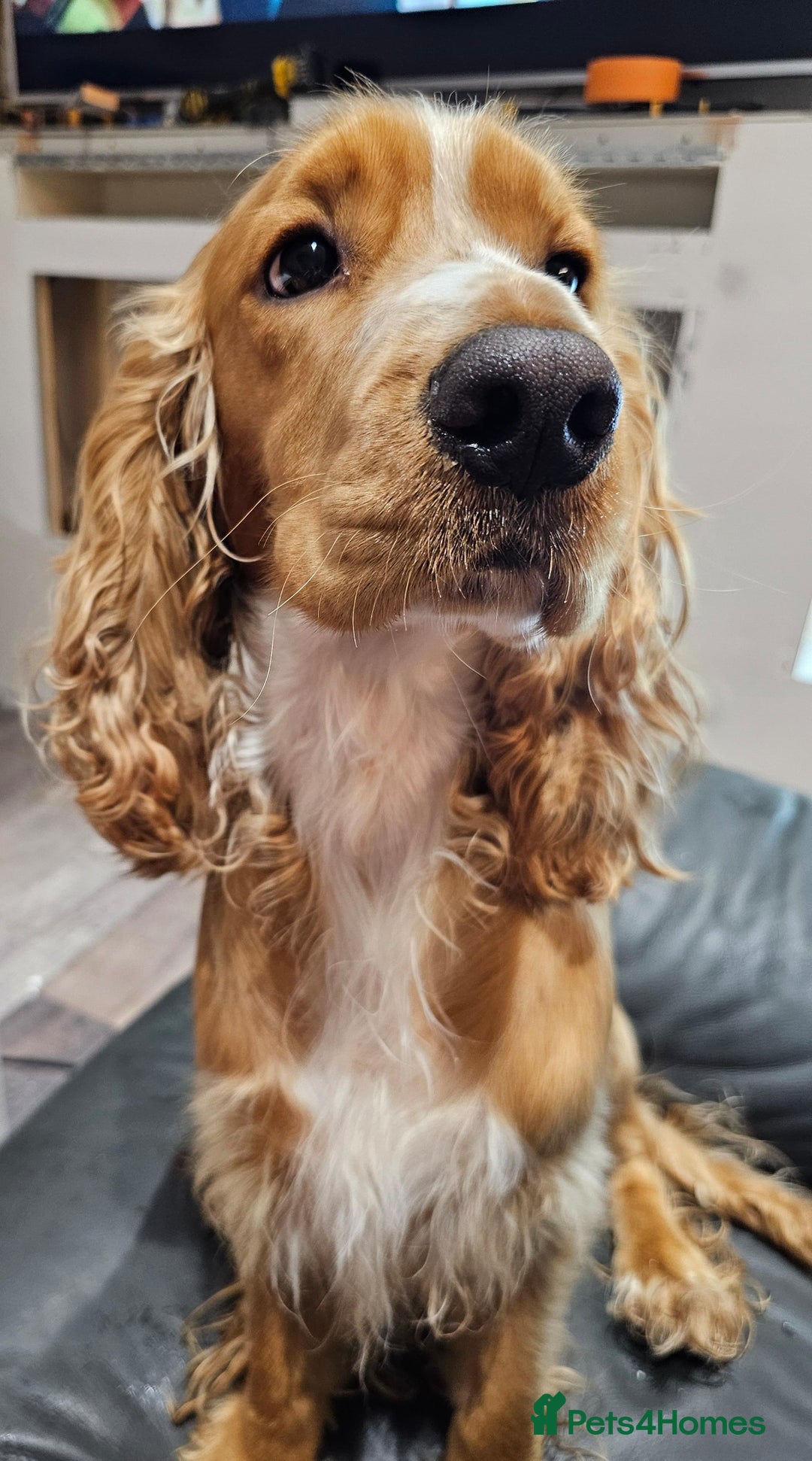 Cocker Spaniel dogs for stud: Golden Spaniel for stud - Image 3