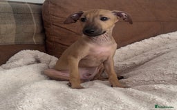 Italian Greyhound dogs for sale: 2 Stunning Italian Greyhound Boys – Ready Now - Image 7