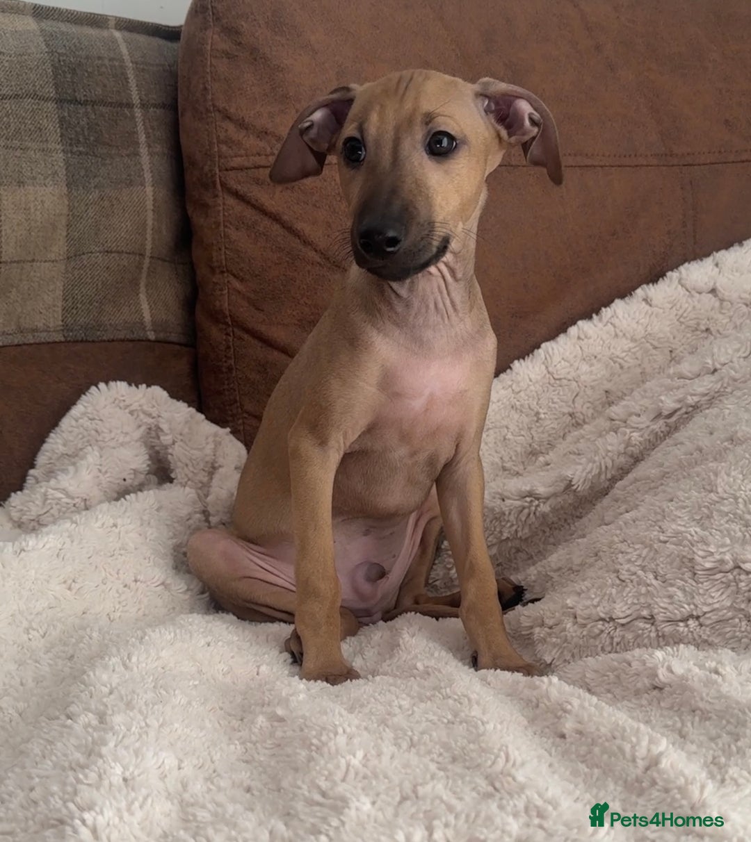 Italian Greyhound dogs for sale: 2 Stunning Italian Greyhound Boys – Ready Now - Image 7