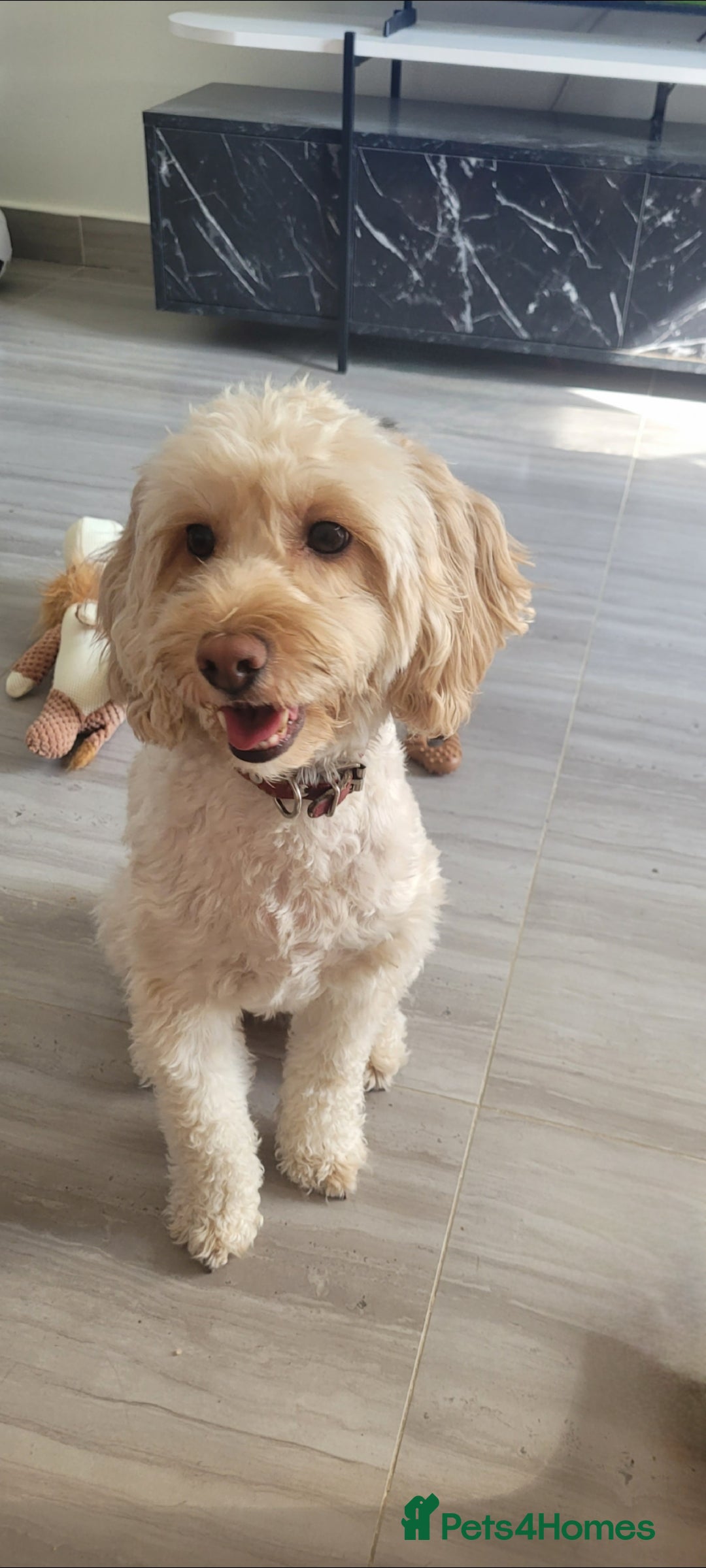 Cockapoo dogs for sale: Cockapoo for sale - Advert 2