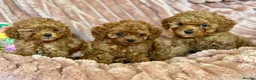 Cavapoo dogs for sale: Adorable teddy bear toy cavapoo  - Advert 19