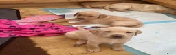 Labrador Retriever dogs for sale: KC registered Labrador puppies  - Advert 4