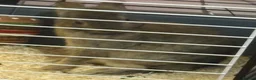 Mini Lop rabbits for sale: Mini lops in Doncaster - Advert 2