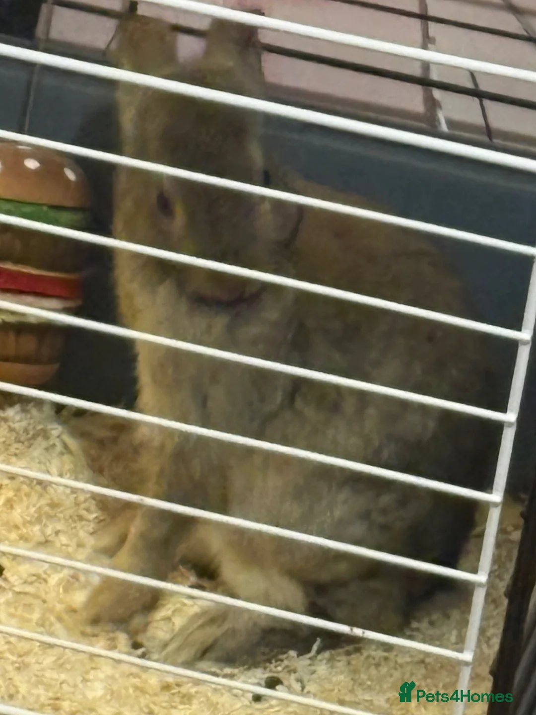 Mini Lop rabbits for sale: Mini lops in Doncaster - Advert 2