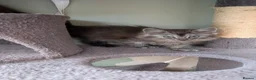 Mixed Breed cats for sale: 4 Incredible beautiful kittens! - Advert 7