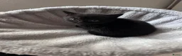 Mixed Breed cats for sale: 3 Kittens - Advert 1