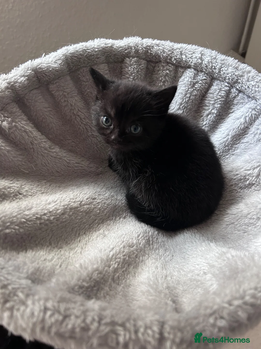 Mixed Breed cats for sale: 3 Kittens - Advert 1