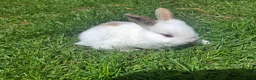 Dwarf Lop rabbits for sale: Dwarf Lop Baby Rabits in Wetherby - Advert 12