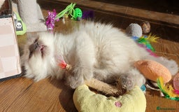 Ragdoll cats for sale: Stunning Adult Ragdoll and Kittens available!  - Image 11