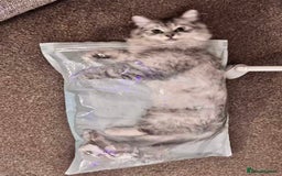 Persian cats for sale: Hello kitty - Image 4