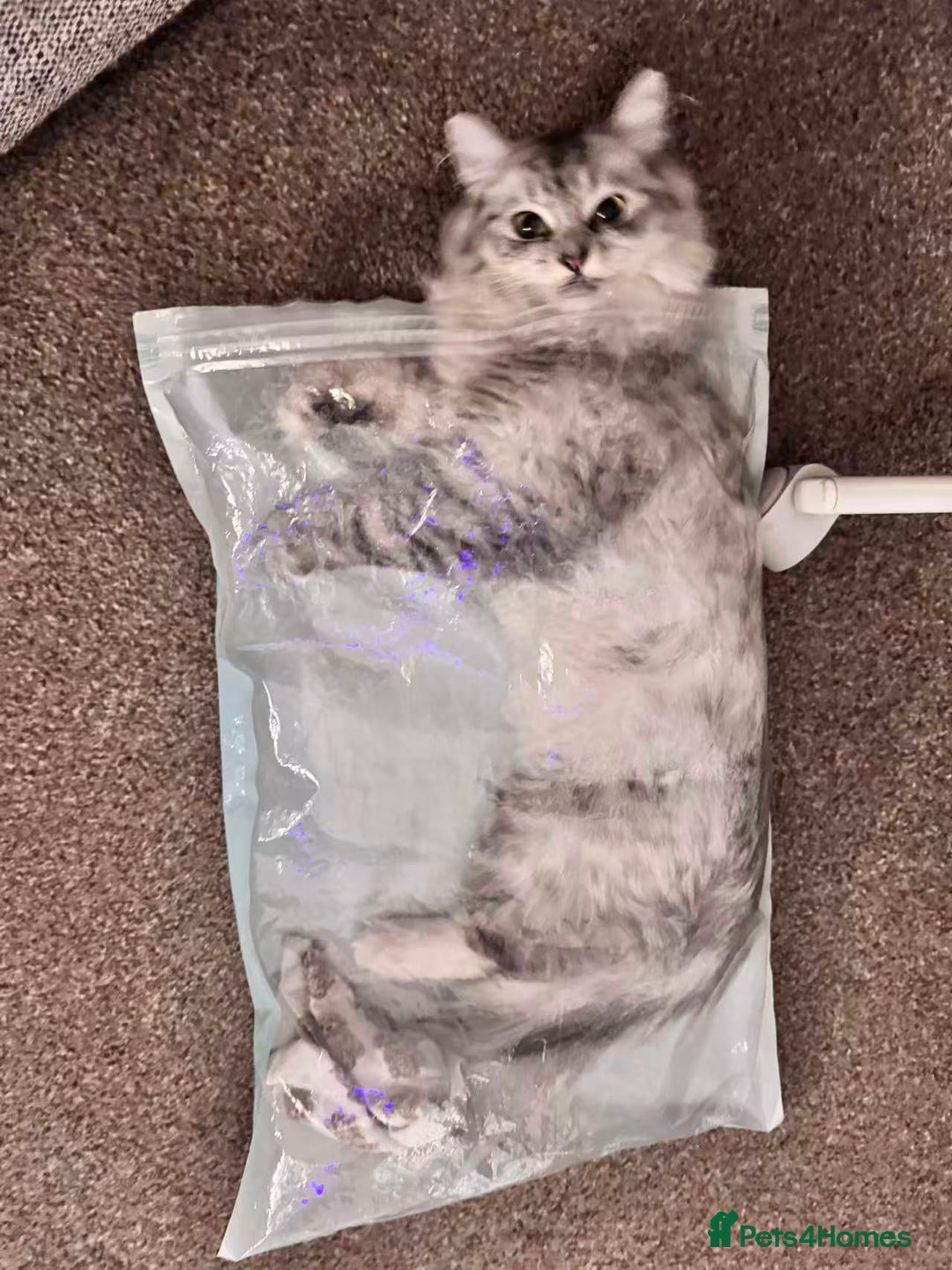 Persian cats for sale: Hello kitty - Image 4