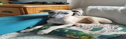 Whippet dogs for sale: Show quality KC reg pups - Advert 37