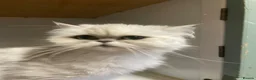 Mixed Breed cats for sale: Chocolate box kittens! - Advert 11