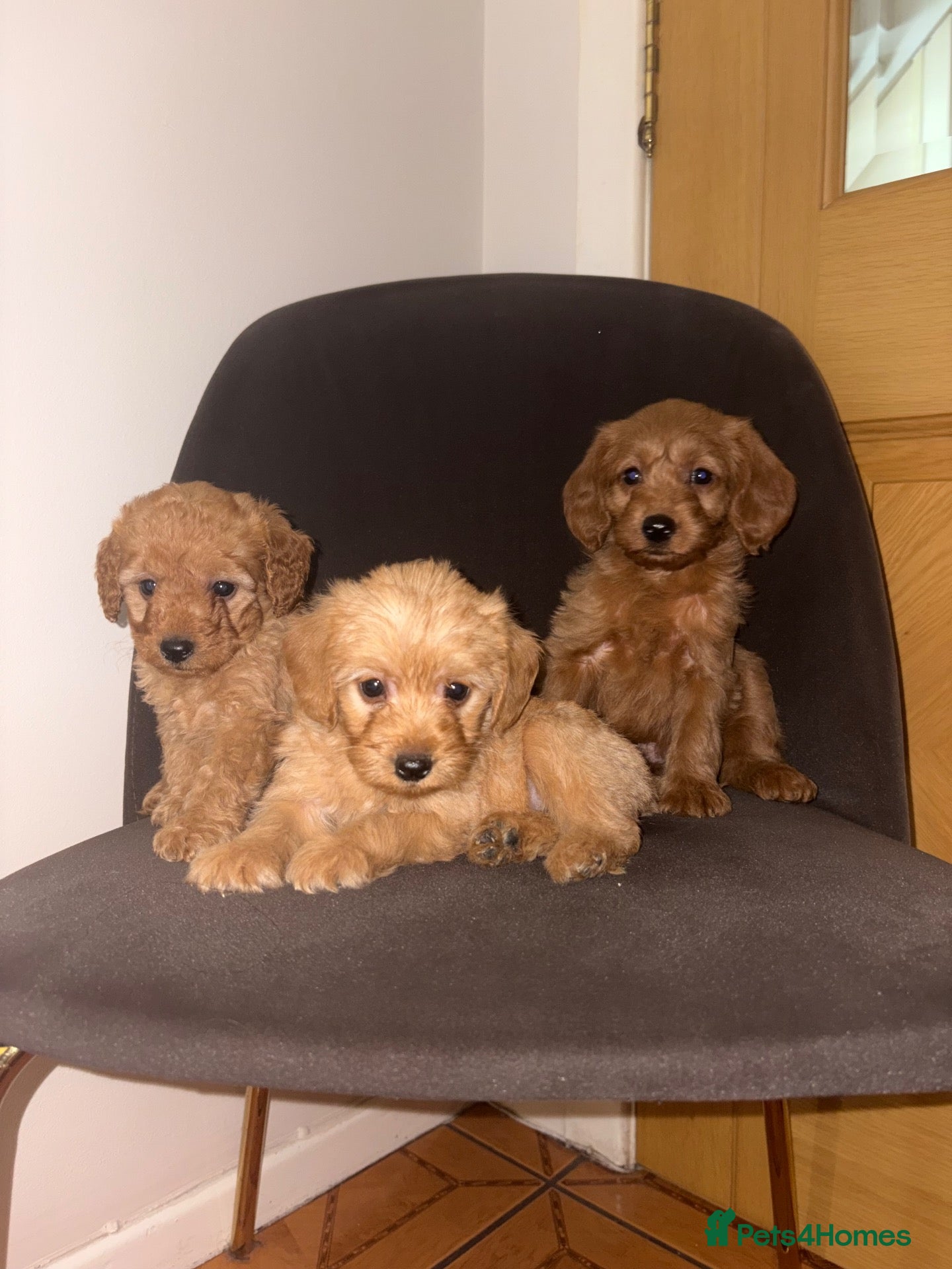 Labradoodle dogs F1b Labradoodle Puppies  - Advert 1