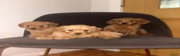 Labradoodle dogs for sale: F1b Labradoodle Puppies  in Morecambe - Advert 9