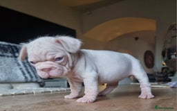 French Bulldog dogs for sale: Beautiful French bulldogs - Image 2