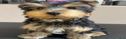 Yorkshire Terrier dogs for sale: KC Registered Yorkshire Terrier Puppies  - Advert 9