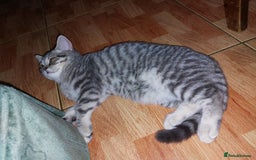 British Shorthair cats for sale: Beautiful British shorthair female kitten - Image 5