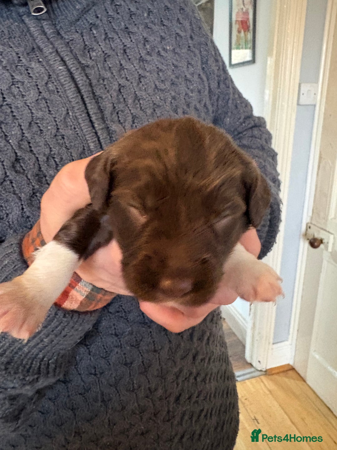 English Springer Spaniel dogs for sale: Beautiful litter of KC REG Puppies - Advert 26