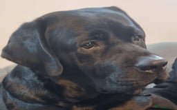 Labrador Retriever dogs for stud: Proven Fully DNA Tested for Stud in Harlow - Image 2