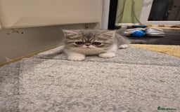 Exotic cats for sale: Exotic longhair and short hair kittens  - Image 11