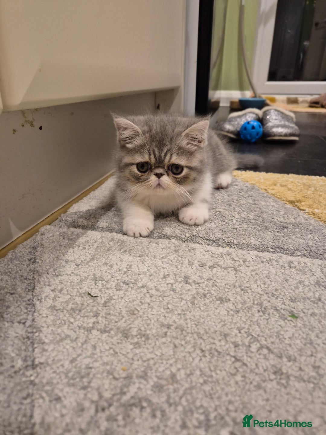 Exotic cats for sale: Exotic longhair and short hair kittens  - Image 11