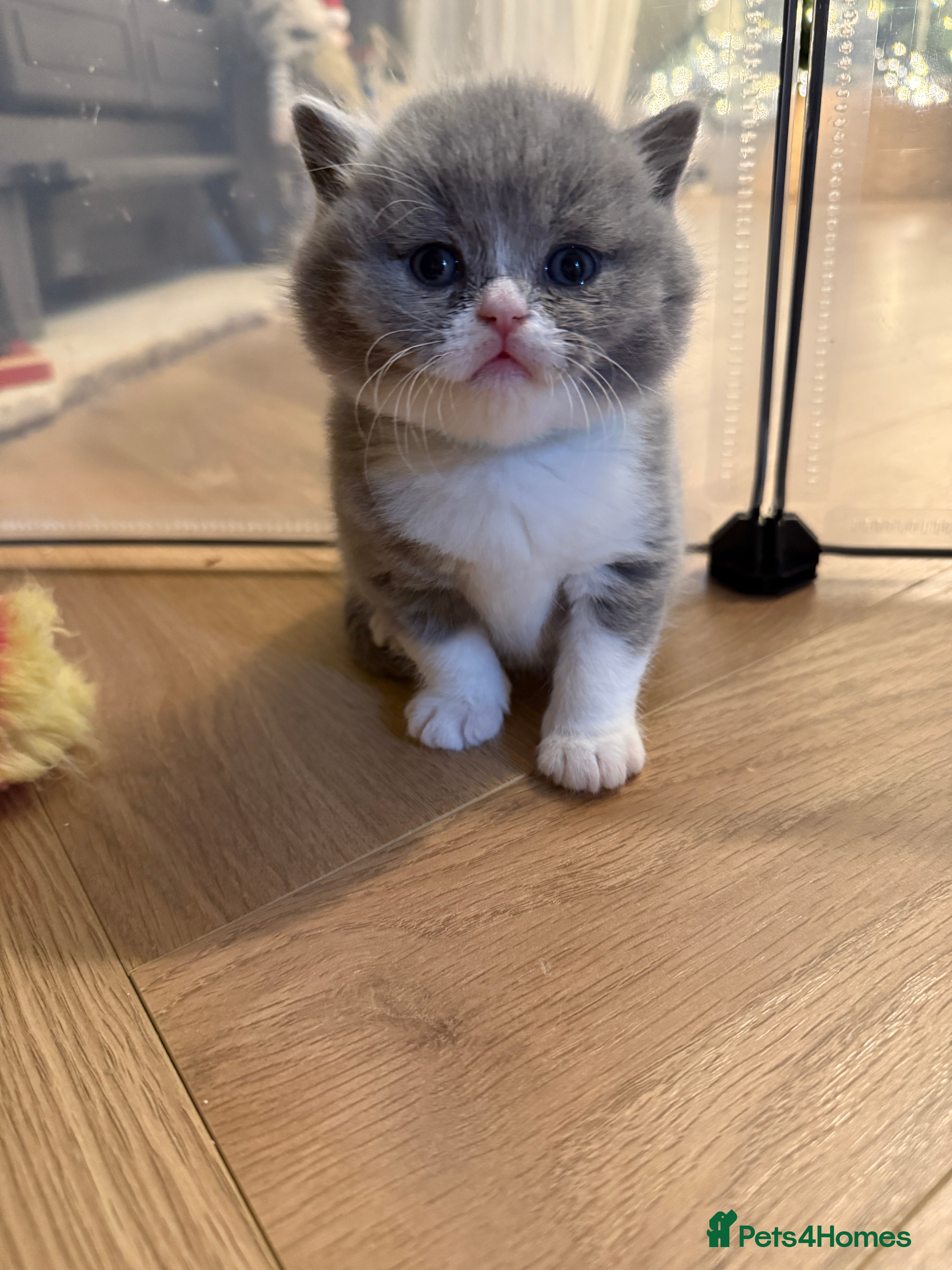 British Shorthair cats 5 chunky British shorthair kittens for sale  - Advert 1