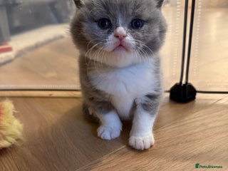 British Shorthair cats 5 chunky British shorthair kittens for sale - Advert 1