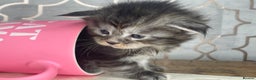 Maine Coon cats for sale: 🐾💛5 Sweet Maine Coons looking for forever home💛 - Advert 8