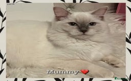 Mixed Breed cats for sale:  Fluffy Ragdoll x British Shorthair Kittens - Image 12