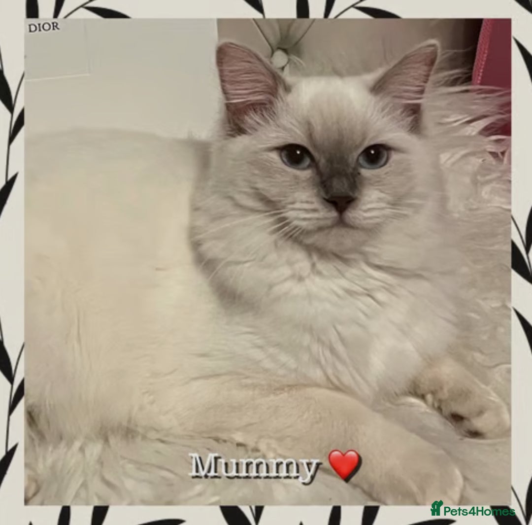 Mixed Breed cats for sale:  Fluffy Ragdoll x British Shorthair Kittens - Image 12