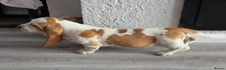 Basset Hound dogs for sale: Basset hound pups kc reg.European lines - Advert 8