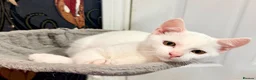 Mixed Breed cats for sale: Kittens for sale - Advert 10