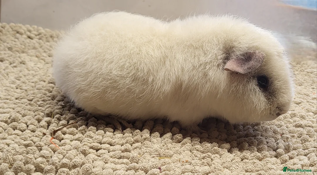 Guinea Pig rodents for sale: Bonded Boys to go together  - Advert 2