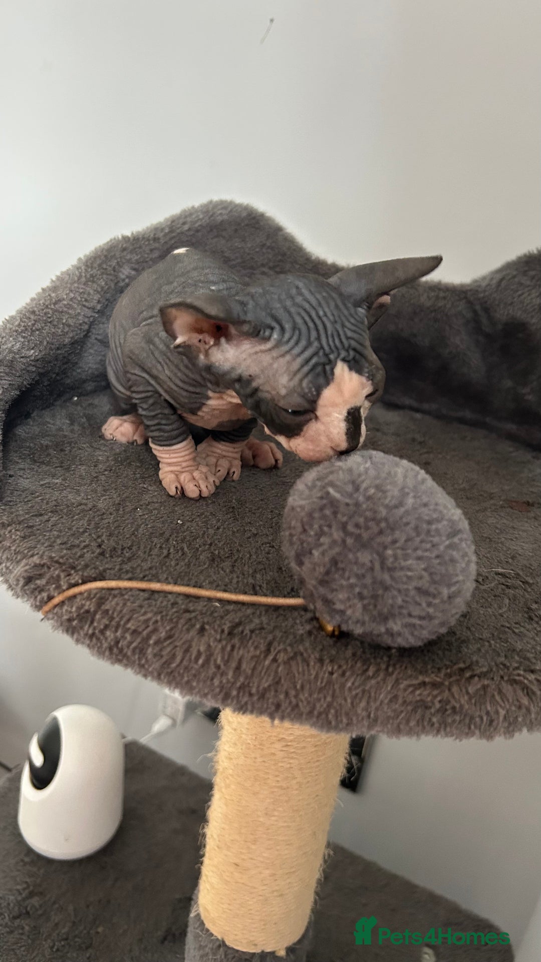 Sphynx cats for sale: Amazing colour Sphynx - Image 30