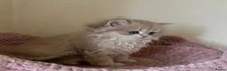 British Shorthair cats for sale: Quality Golden Kittens - Advert 21