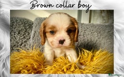 Cavalier King Charles Spaniel dogs for sale: Lovingly raised Blenheim Cavaliers  - Image 12