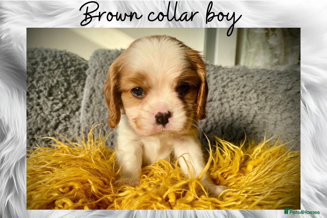 Cavalier King Charles Spaniel dogs for sale: Lovingly raised Blenheim Cavaliers  - Image 12