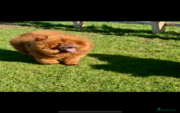 Chow Chow dogs for sale: Chow chow nation  - Image 4