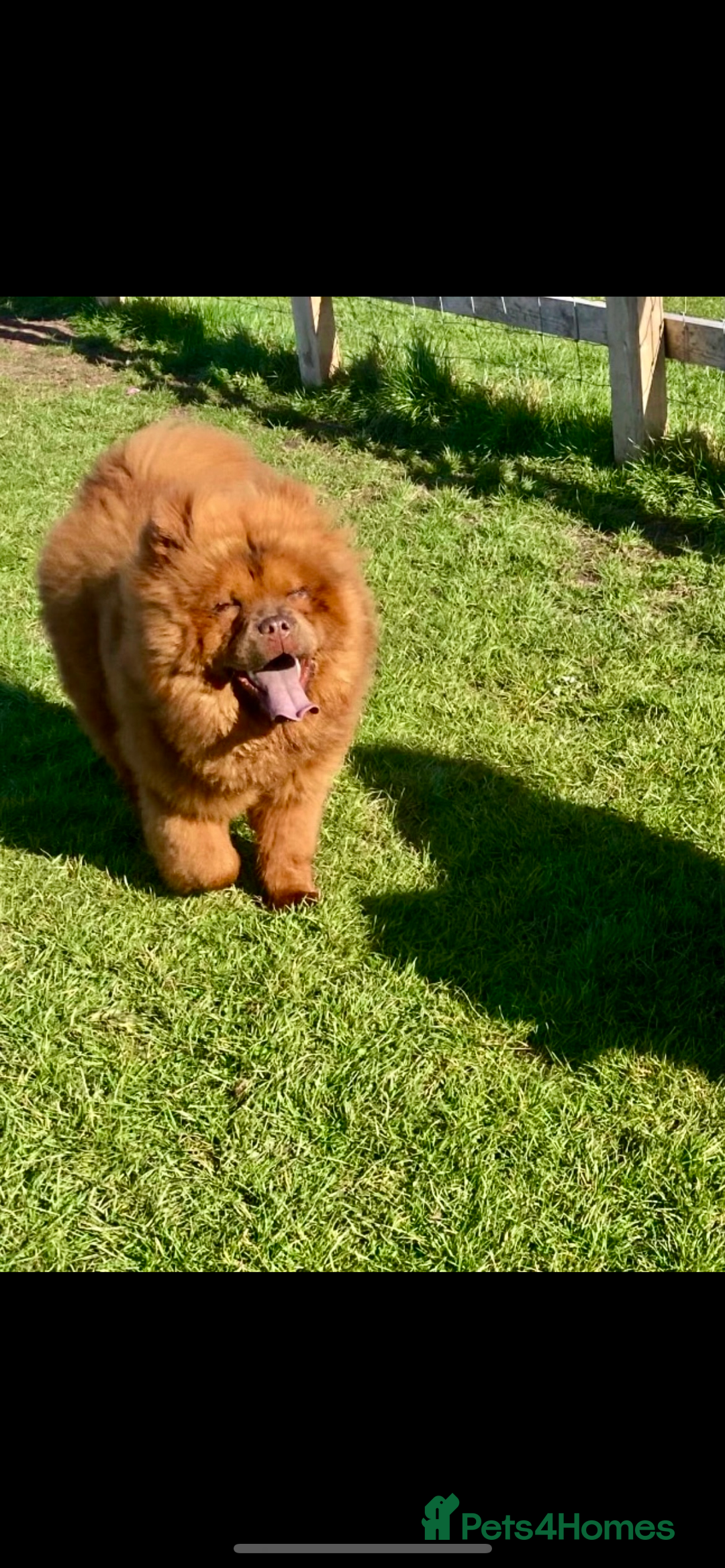 Chow Chow dogs for sale: Chow chow nation  - Image 4
