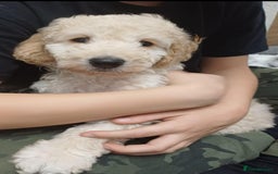 Cockapoo dogs for sale: Beautiful Little Cockapoo Boy  - Image 3