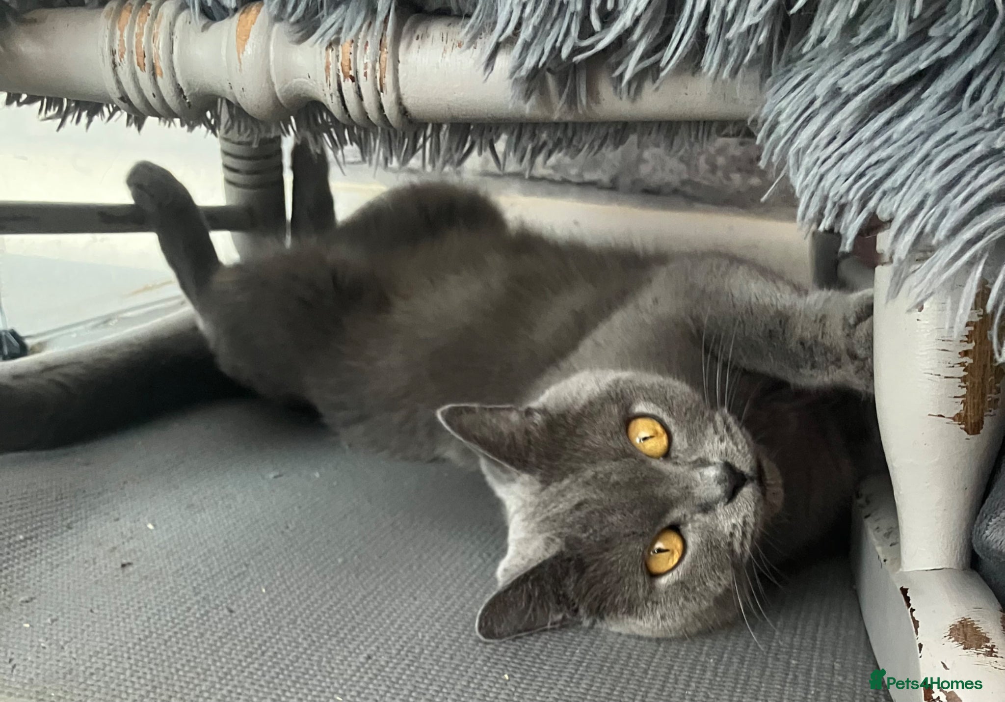 British Shorthair cats 💙 British shorthair 🩷 - Advert 2