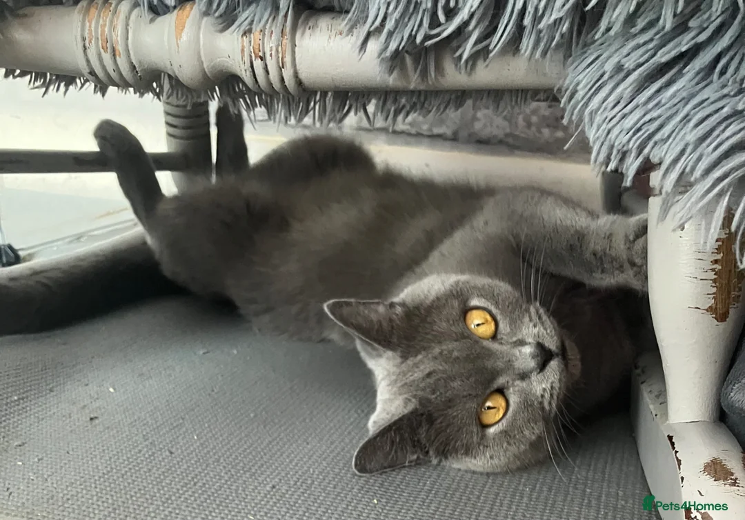 British Shorthair cats for sale: 💙 British shorthair 🩷 - Advert 2