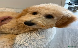 Cavapoo dogs for sale: Lovely Cavapoo boy looking for a new forever home - Image 3