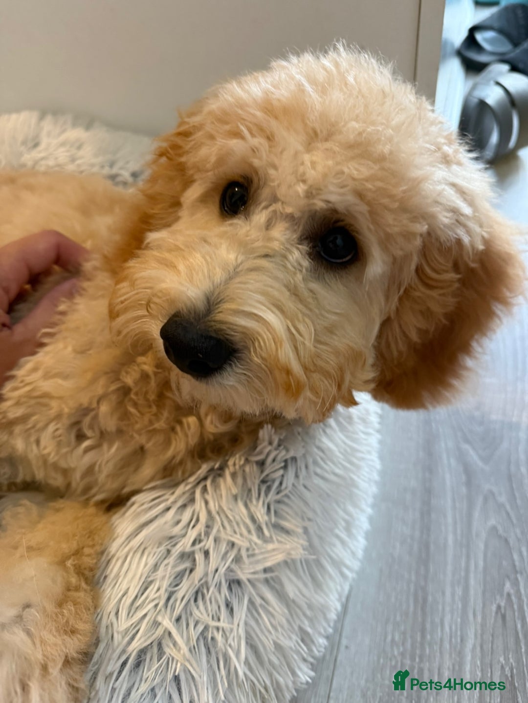 Cavapoo dogs for sale: Lovely Cavapoo boy looking for a new forever home - Image 3
