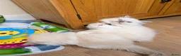 Ragdoll cats for sale: 🏆Tica Registered kittens from EU champion lines🏅 - Advert 30